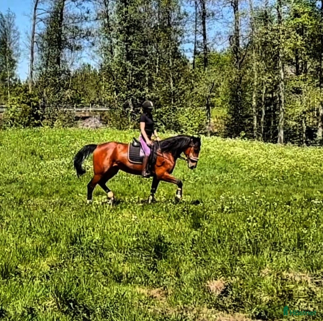 Allround hästar till salu: Trevligt varmblodssto i Örsjö - Annons 8