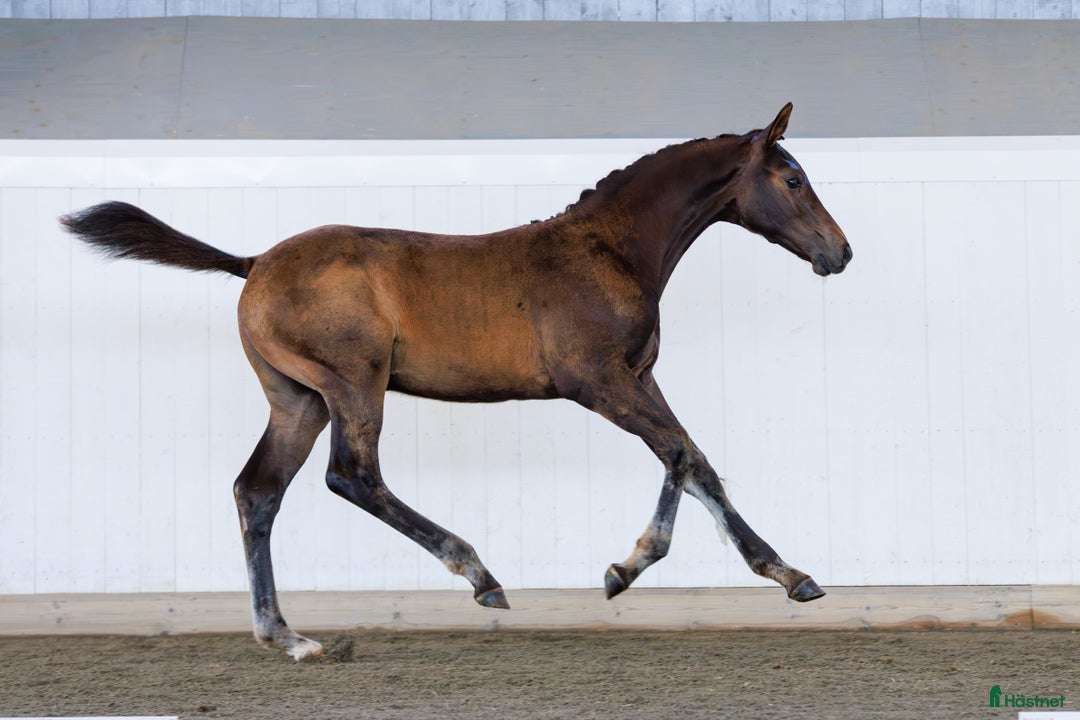 Hoppning hästar till salu: Tävlings ryttare se hit!!! i Karlstad - Annons 3