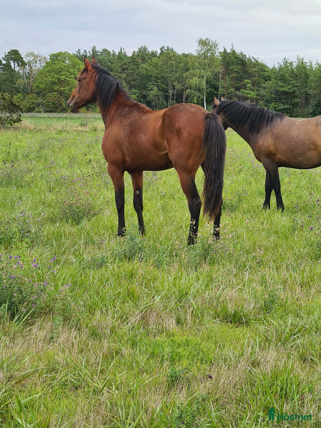 Trav hästar till salu: Ny trav stjärna ? i Havdhem - Annons 1