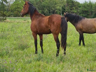 hästar Ny trav stjärna ? i Havdhem - Annons 3