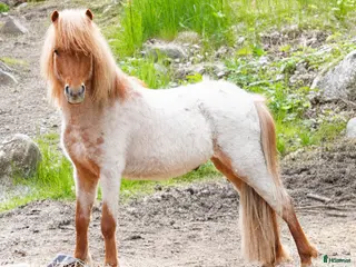 hästar Nyfiken amerikansk miniatyr - Annons 2