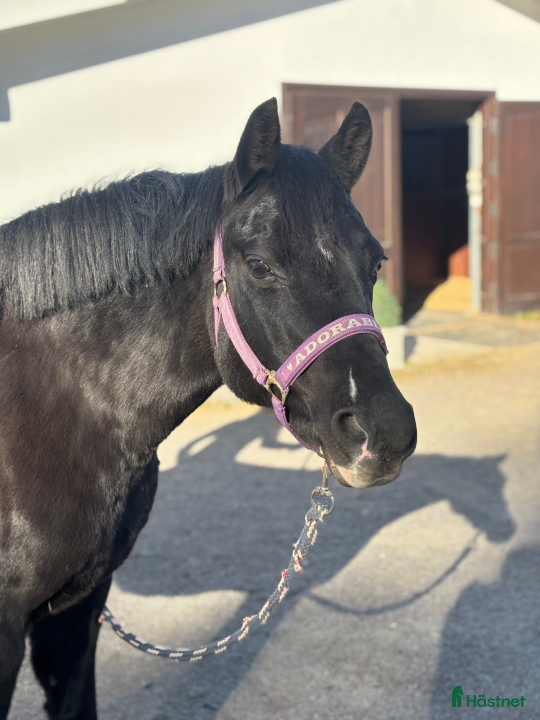 Allround hästar till salu: Vacker ponny med avelsvärde  i Sigtuna - Annons 1