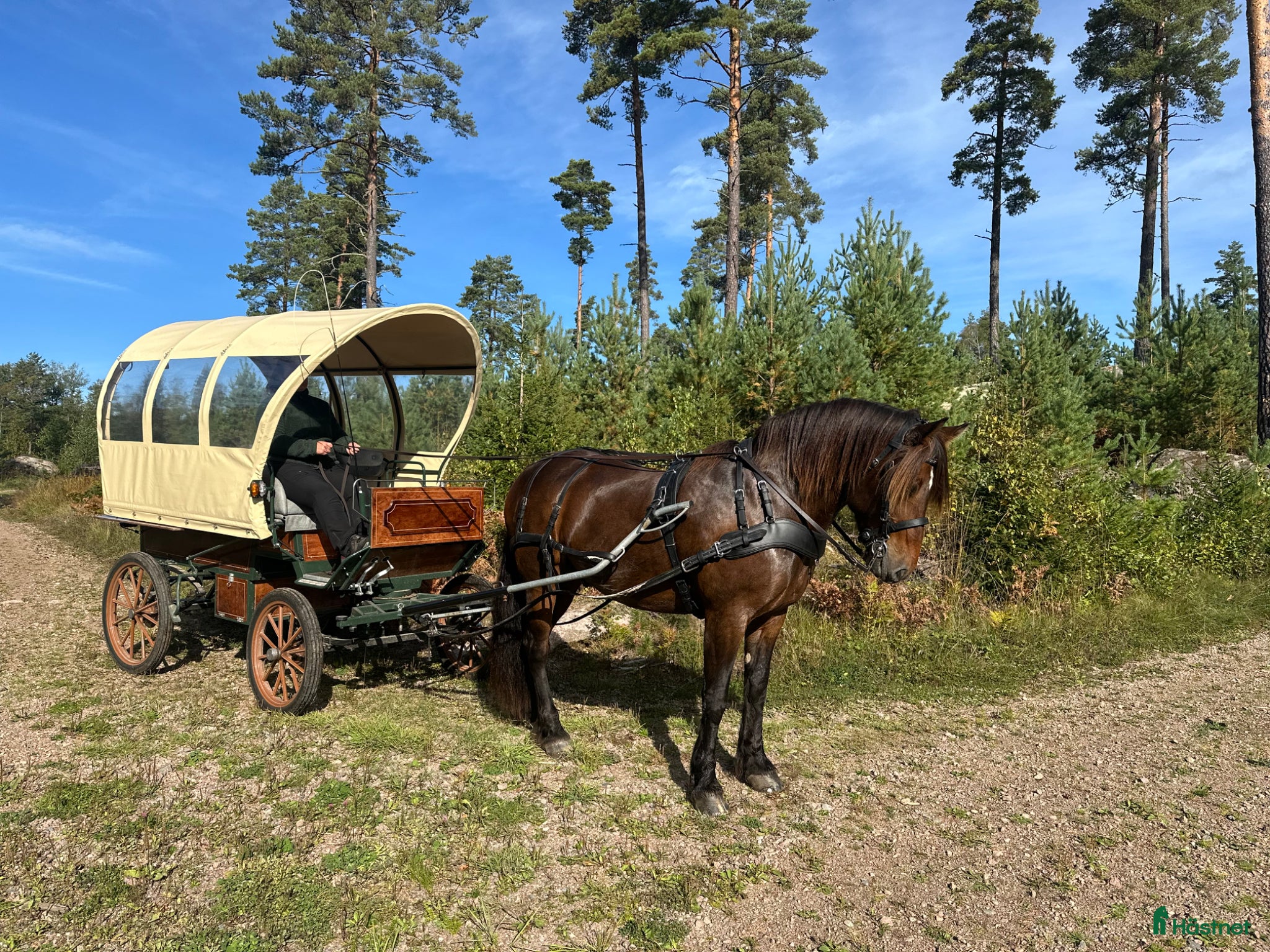 Körvagnar körning till salu: Wagonette  - Annons 3