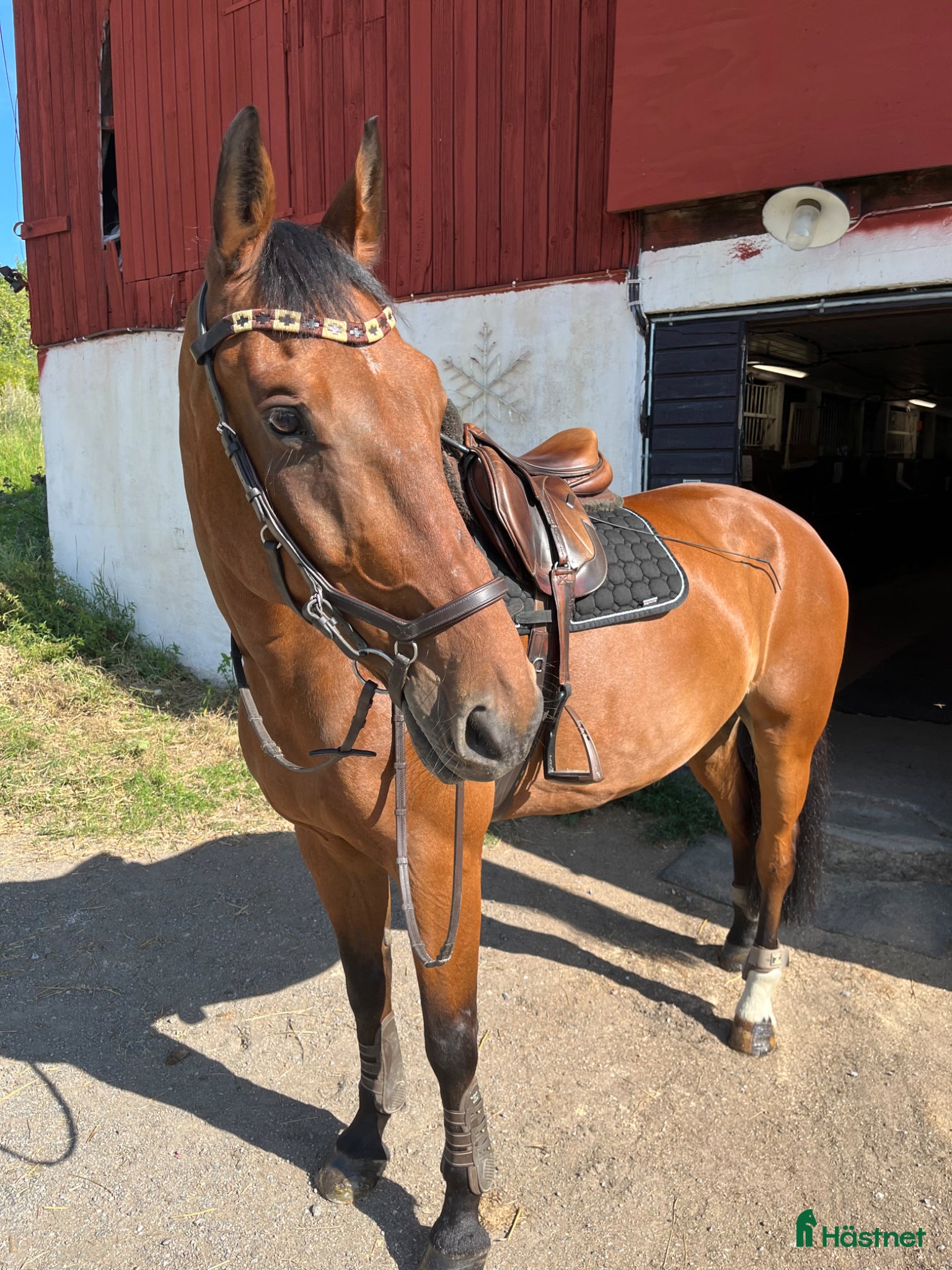  hästar Trygg bästa kompis till salu - Annons 1