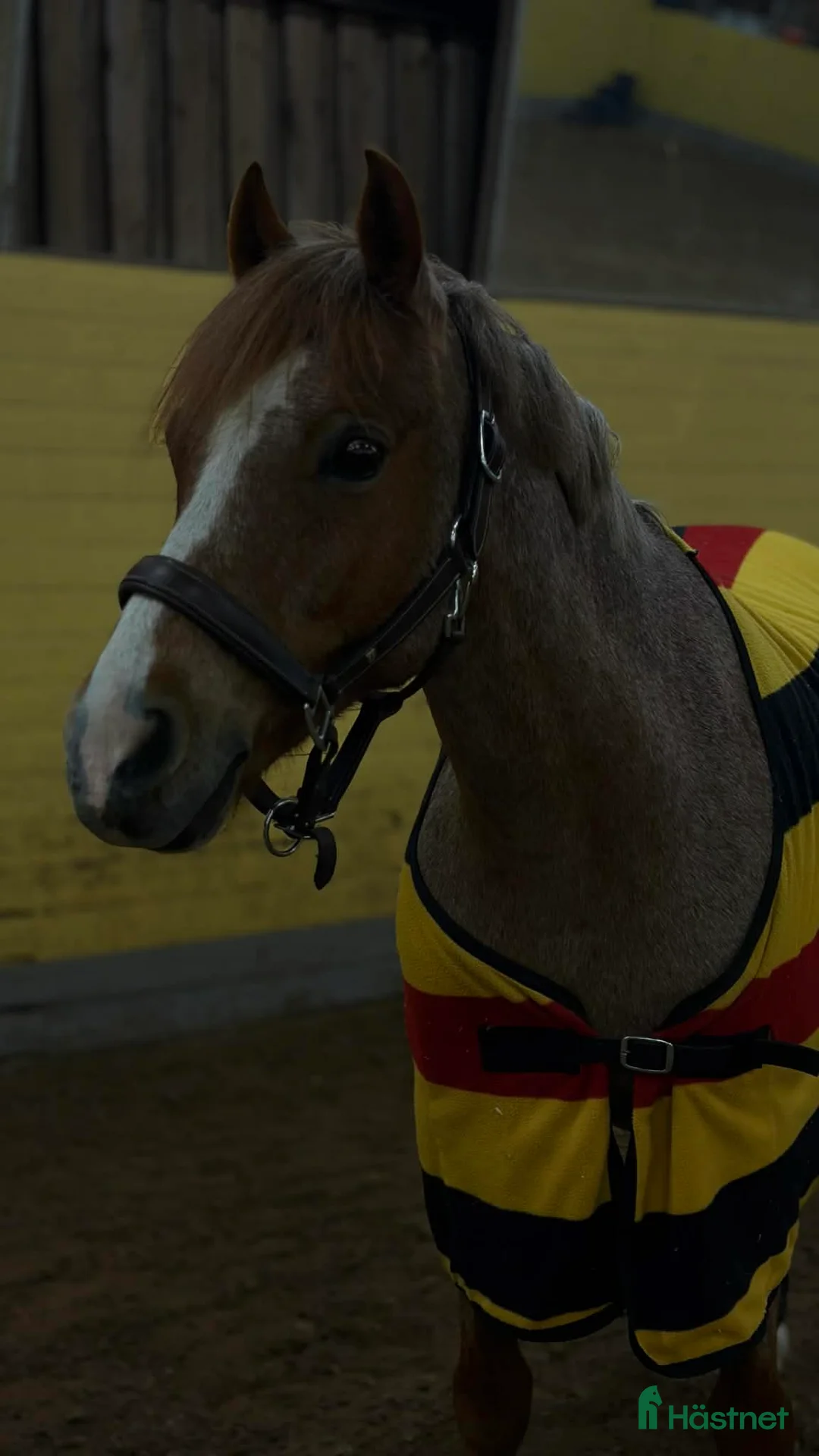 Hoppning hästar till salu: En bästa vän - svenskfödd Welsh ponny  - Annons 2