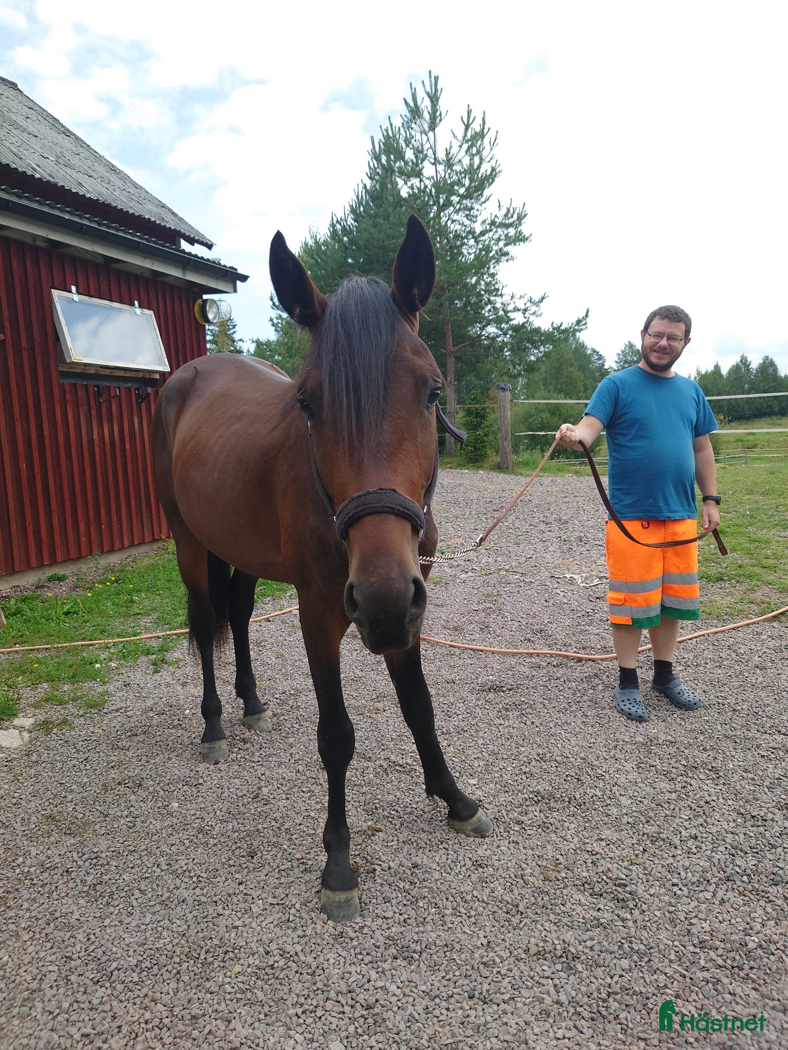  hästar Snälla Emil - Annons 14