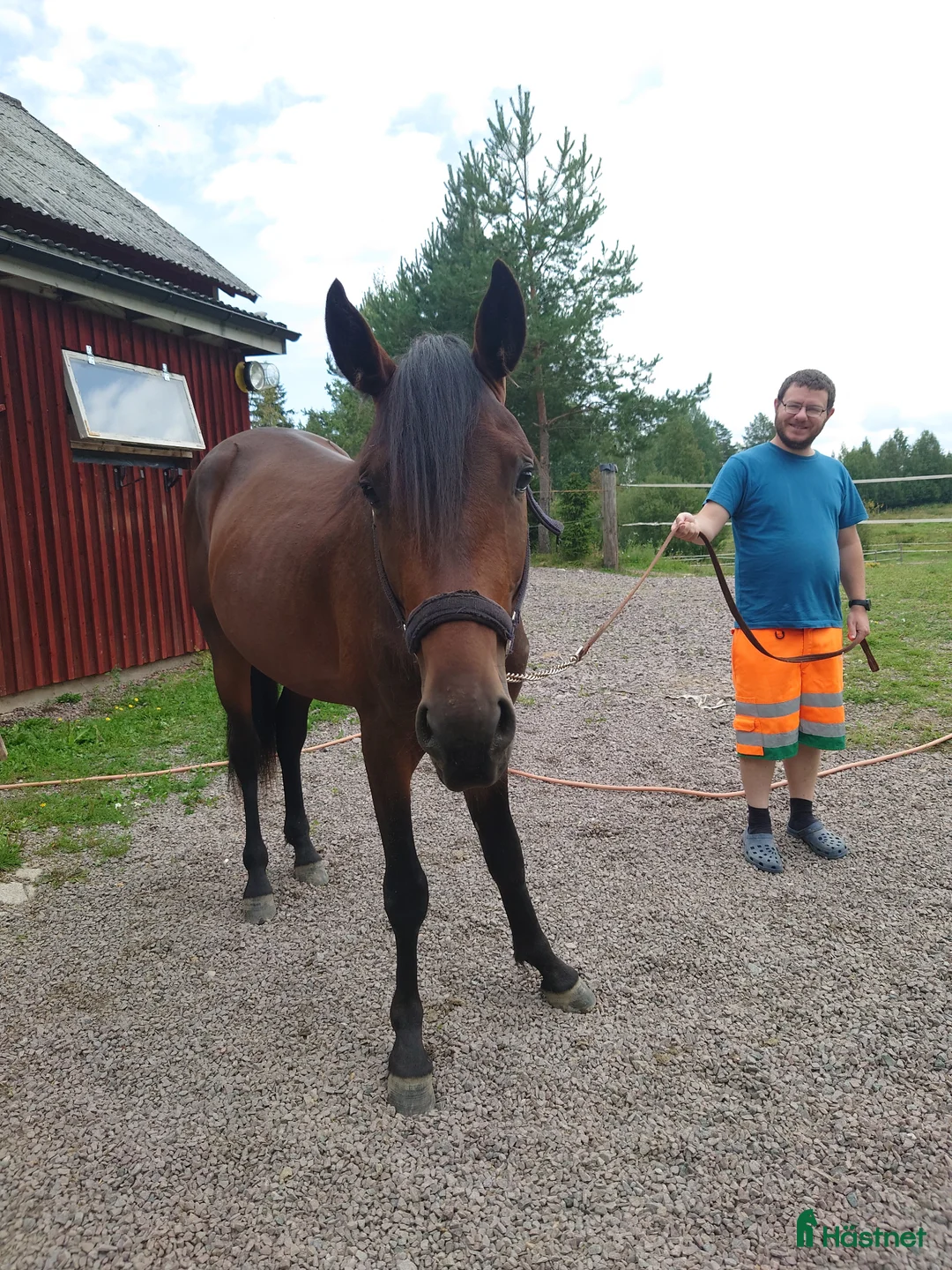 Allround hästar till salu: Snälla Emil i Åmotfors - Annons 1
