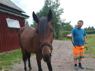 hästar Snälla Emil - Annons 14