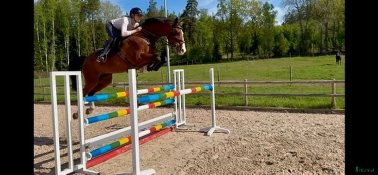  hästar Modigt framtidshopp e:Cooper vd Heffinck-Casall - Annons 14