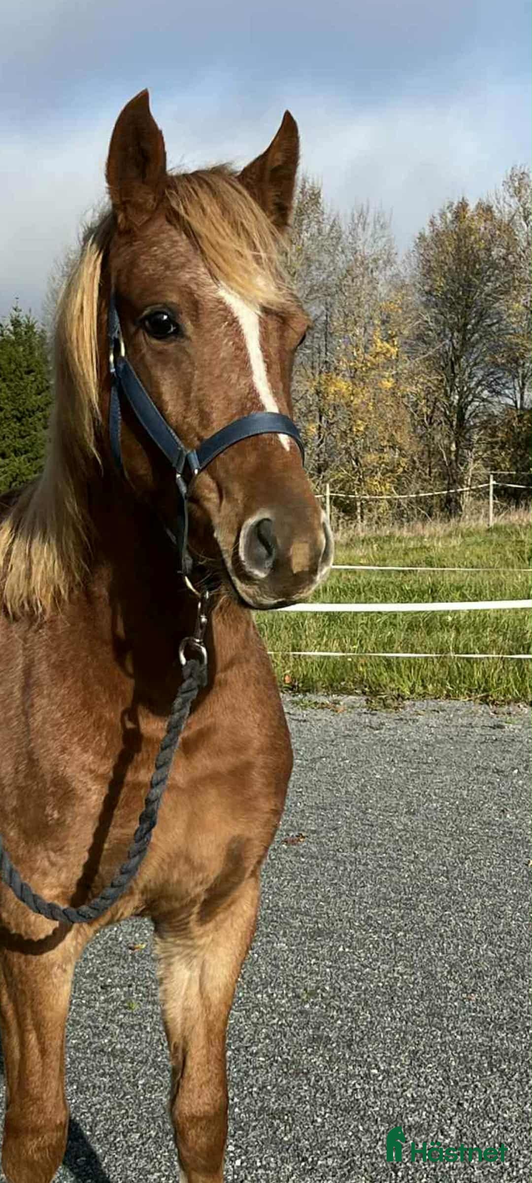 Allround hästar till salu: Lovande Welsh partbred sto  i Väddö - Annons 3