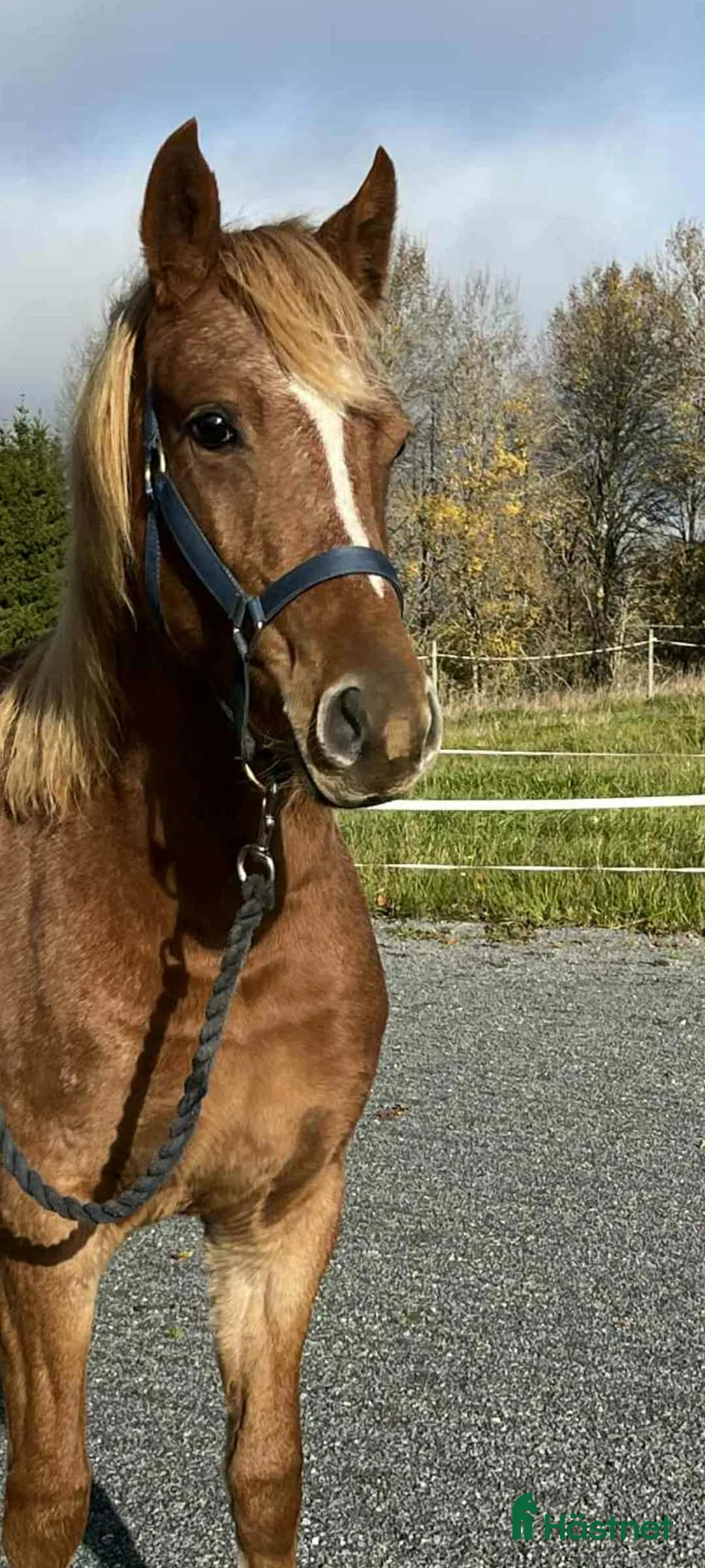 Allround hästar till salu: Lovande Welsh partbred sto  i Väddö - Annons 3