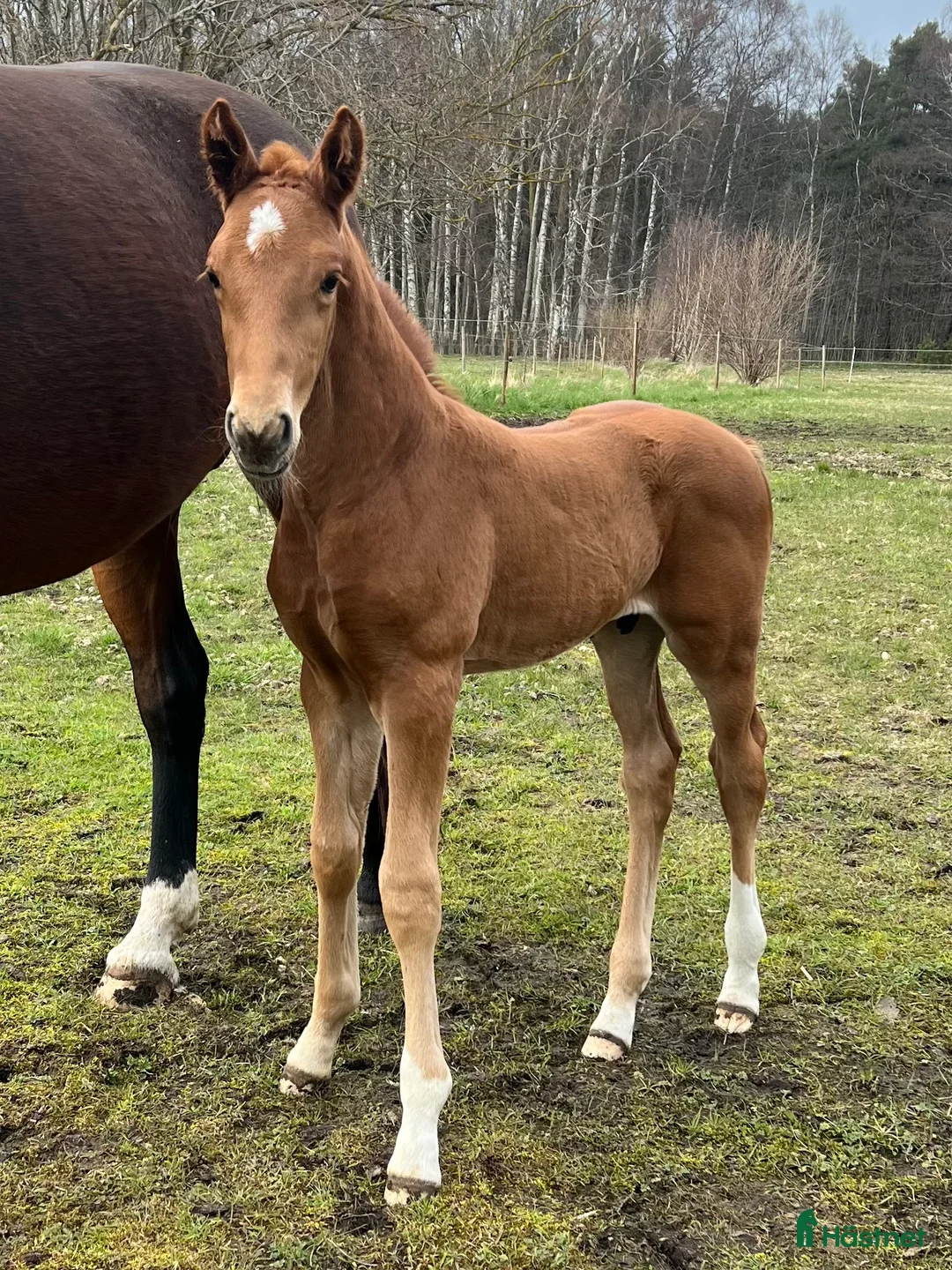 Dressyr hästar till salu: Lovande dressyrämne med toppstam! i Visby - Annons 4