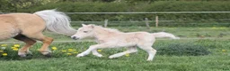 Allround hästar till salu: Palomino sto føl  - Annons 6