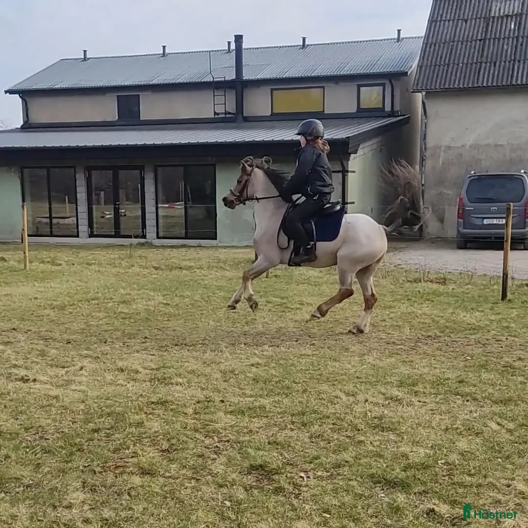 Allround hästar till salu: Tävlingsponny i startgropen i Gärsnäs - Annons 1