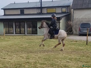hästar Tävlingsponny i startgropen i Gärsnäs - Annons 12