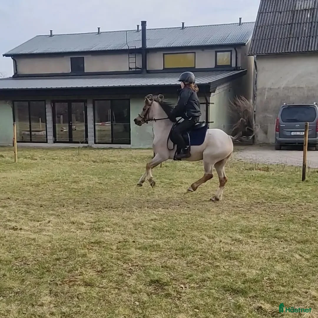 Allround hästar till salu: Tävlingsponny i startgropen i Gärsnäs - Annons 1