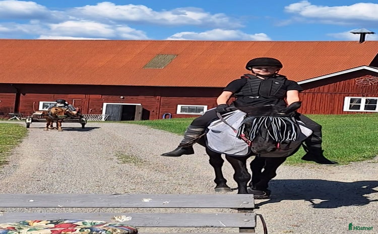  hästar i Linköping - Annons 2