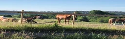  stallplats finnes: Stallplatser i Alingsås  - Annons 9