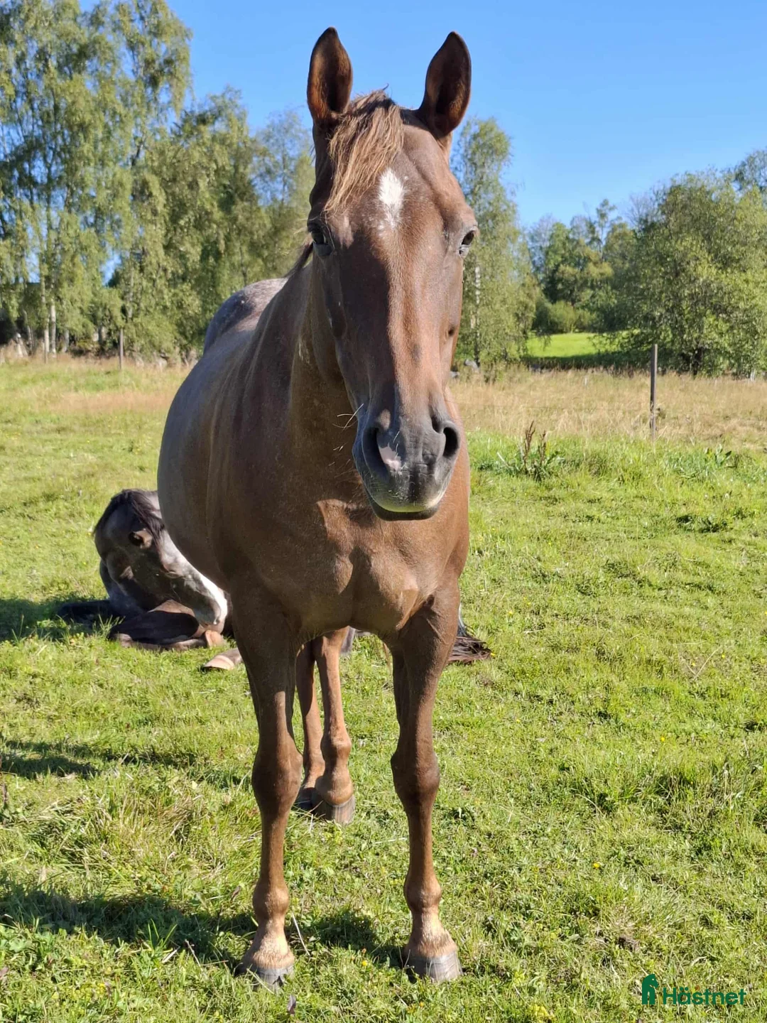 Western hästar till salu: Fint Appaloosa sto - Annons 2