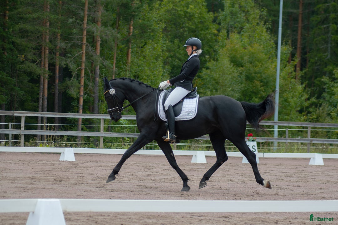 Dressyr hästar till salu: Sto med utstrålning - intressekoll i Storvik - Annons 4