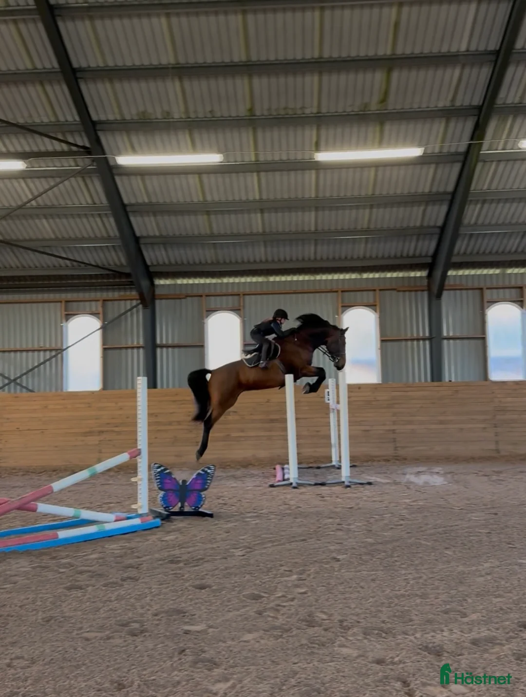 Hoppning hästar till salu: Fantastisk trevlig hoppvalack, ny film igen! - Annons 4