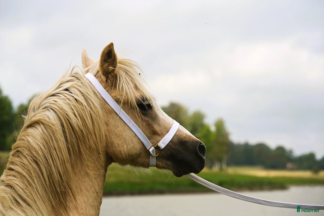 Allround hästar till salu: En trygg och harmonisk Welsh Mountain hingst  i Nyköping - Annons 6