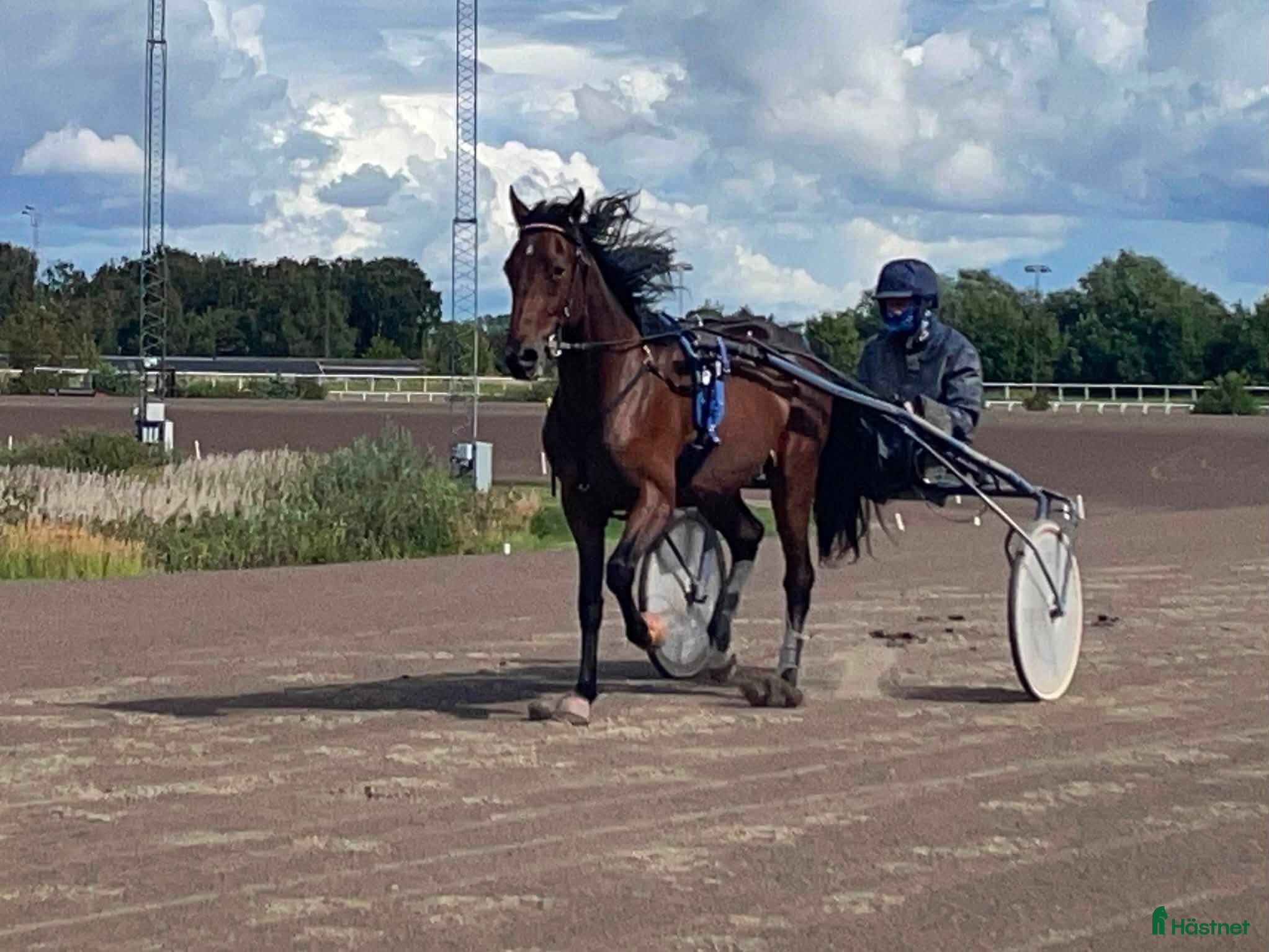  hästar Kapabel 2-årig valack - Annons 2
