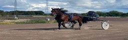 Trav hästar till salu: Kapabel 2-årig valack - Annons 2