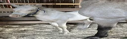 Allround hästar till salu: Cremello Surprice alias Alven - Annons 4