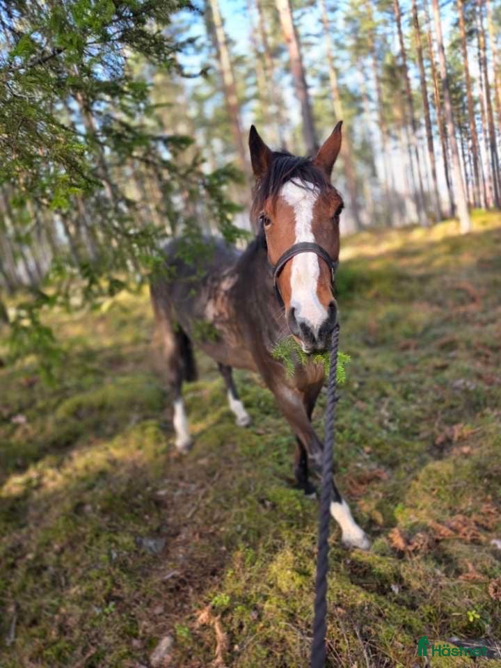  hästar Supersöt sällskapshäst  - Annons 6