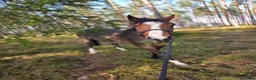 Sällskap hästar till salu: Supersöt sällskapshäst  - Annons 1