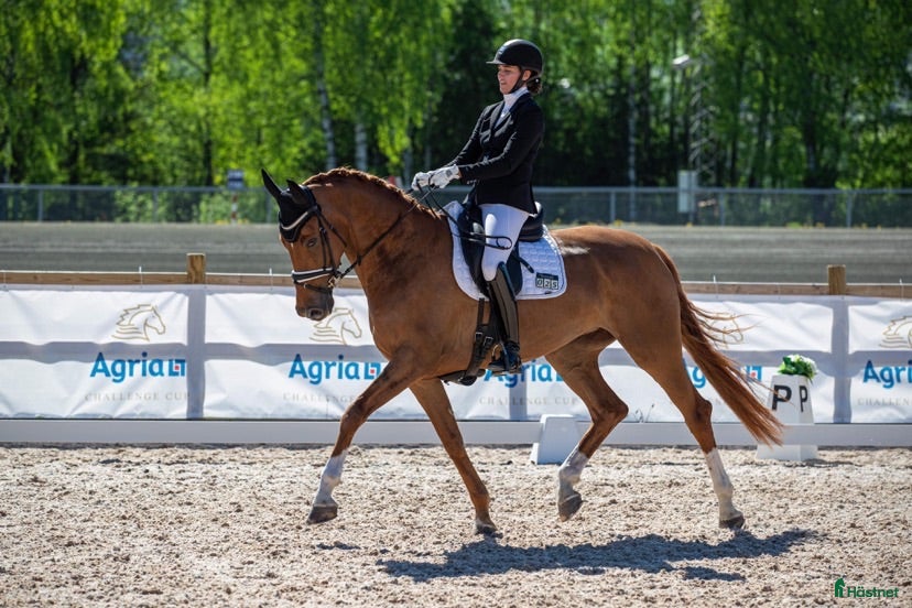 hästar Flott dressurhest  - Annons 1