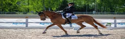 Dressyr hästar till salu: Flott dressurhest  - Annons 1