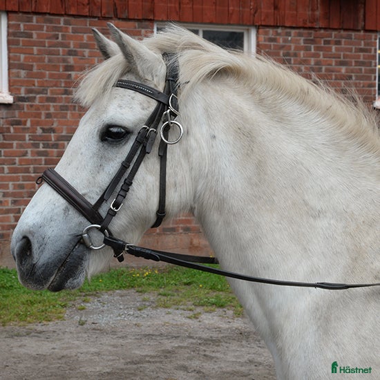  hästar Dusty boy  i Falköping - Annons 11