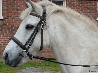 hästar Dusty boy i Falköping - Annons 11