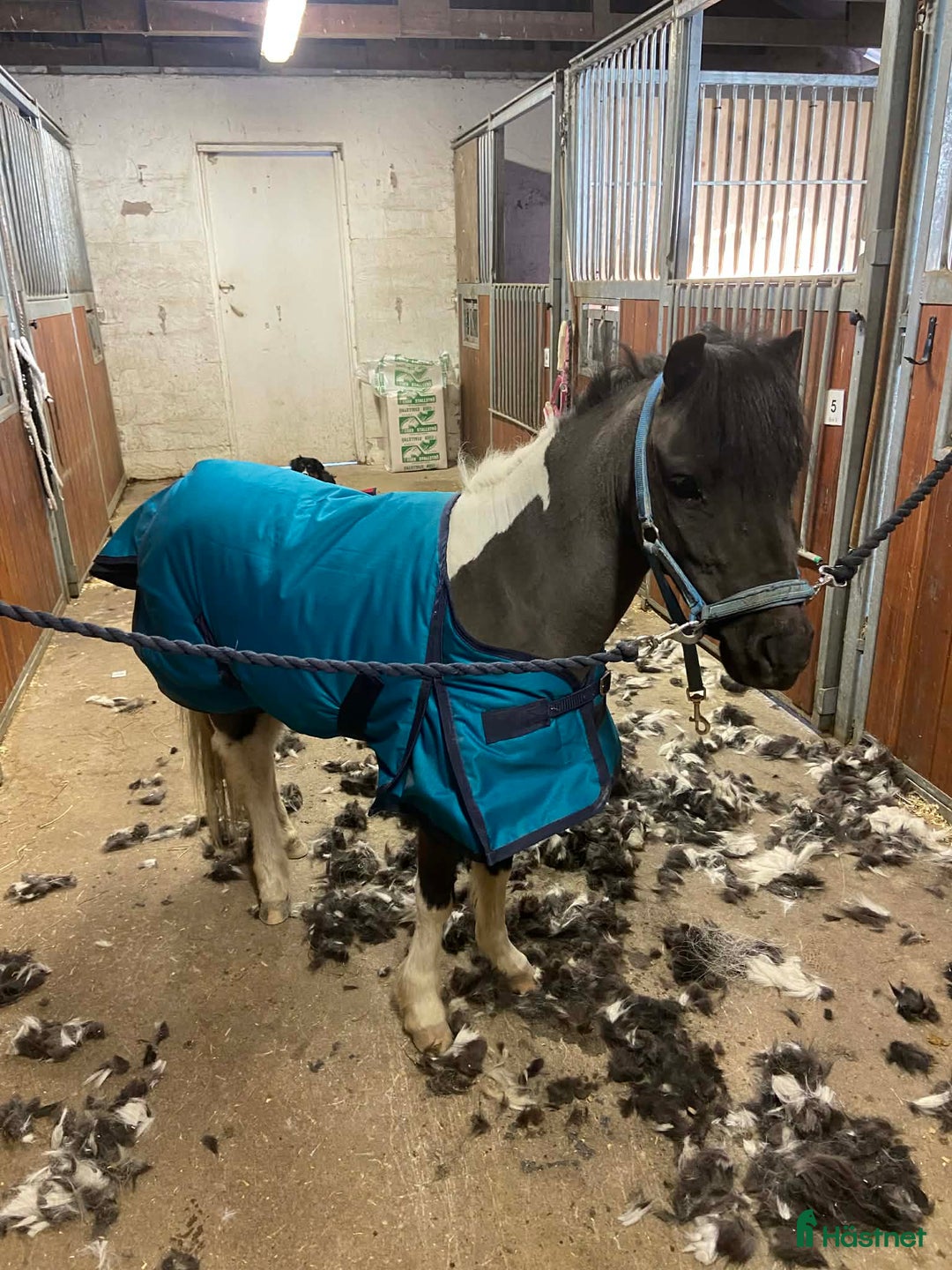 Allround hästar till salu: Trevlig miniatyr! i Säffle - Annons 3