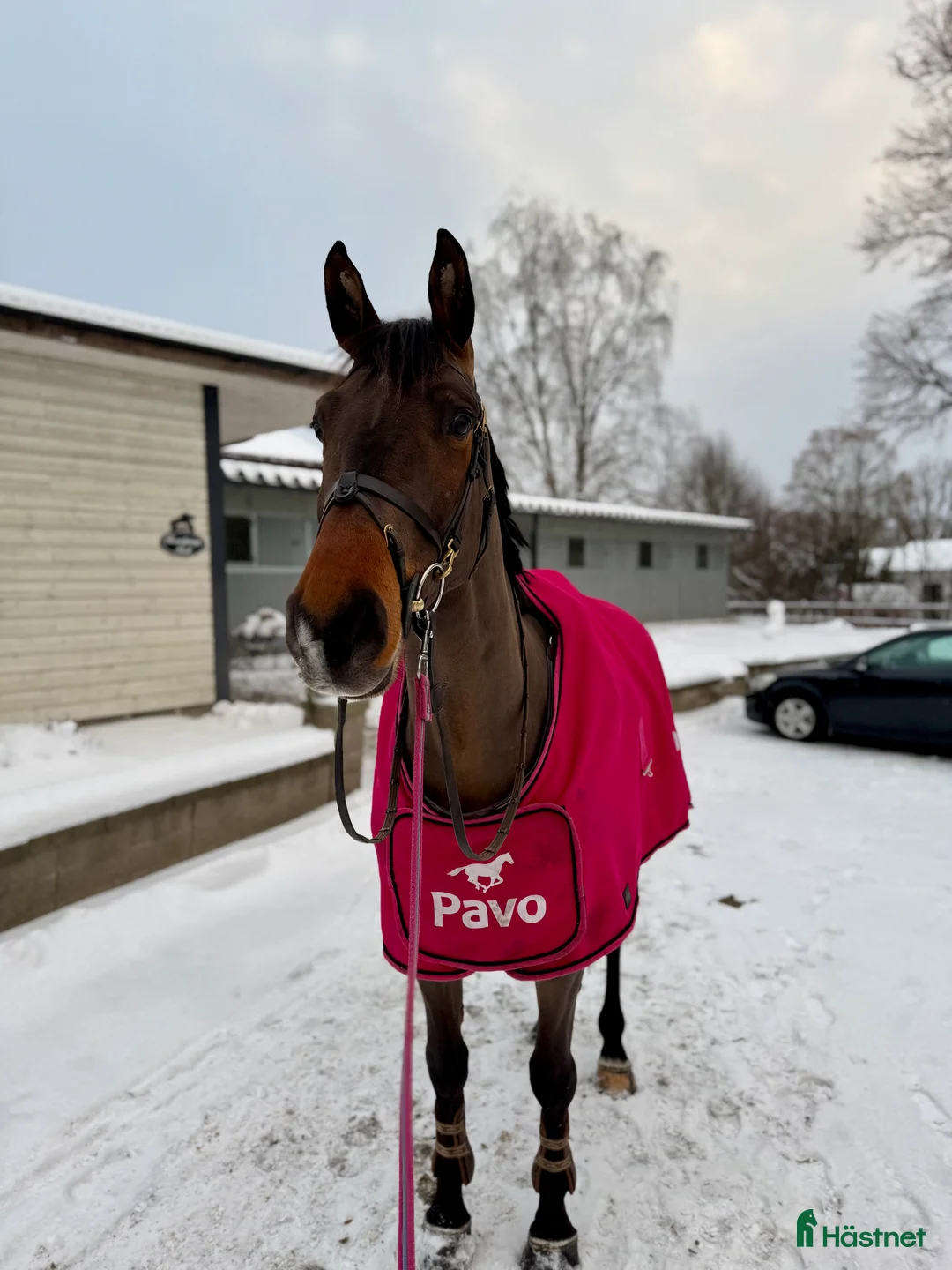 Hoppning hästar till salu: Trevlig valack - Annons 1