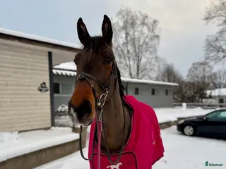 Hoppning hästar till salu: Trevlig valack - Annons 2