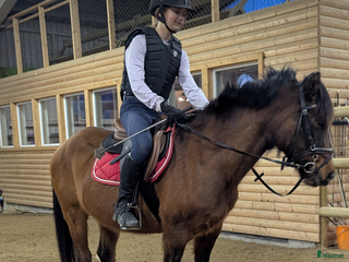 hästar Trevlig ponny 🌟 i Närkesberg - Annons 14