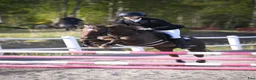 Hoppning hästar till salu: Trygg och pigg rosettplockare och läromästare - Annons 1