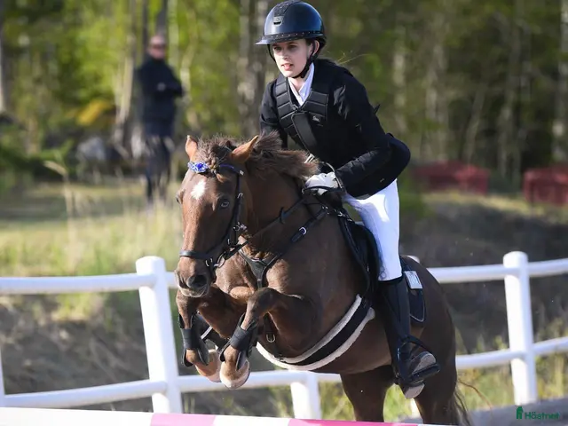 hästar till salu: Trygg och pigg rosettplockare och läromästare - Annons 1