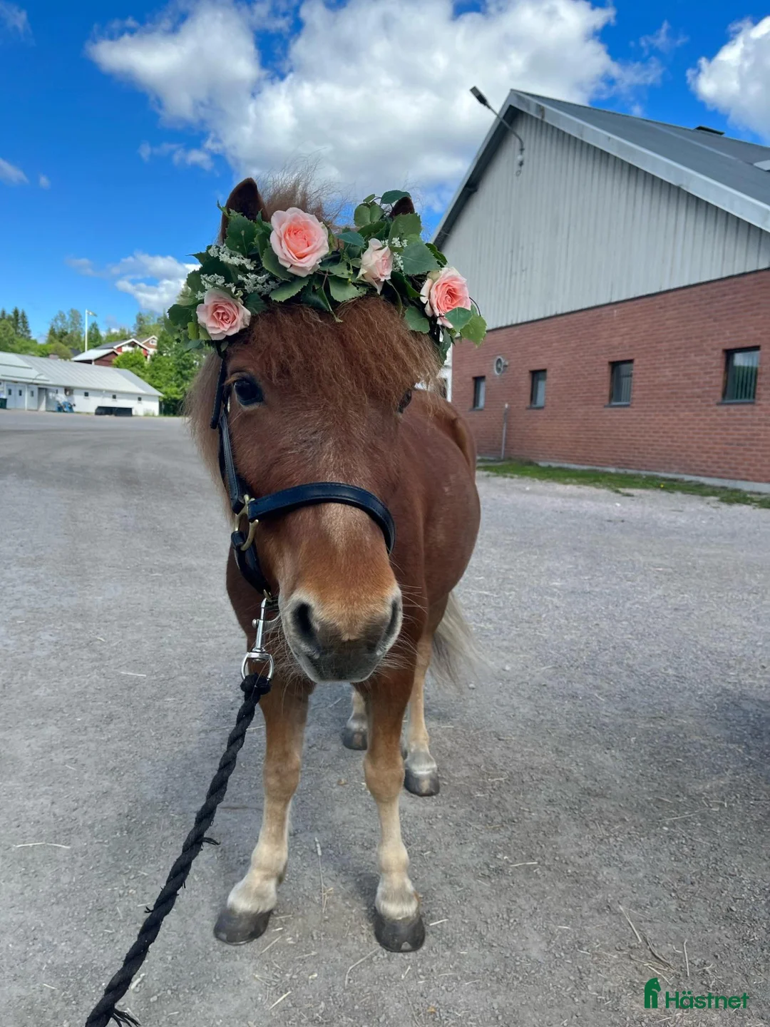 Trav hästar till salu: Trogna klippan - Annons 2