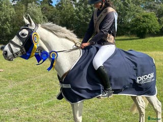 hästar Guldponny - Annons 17