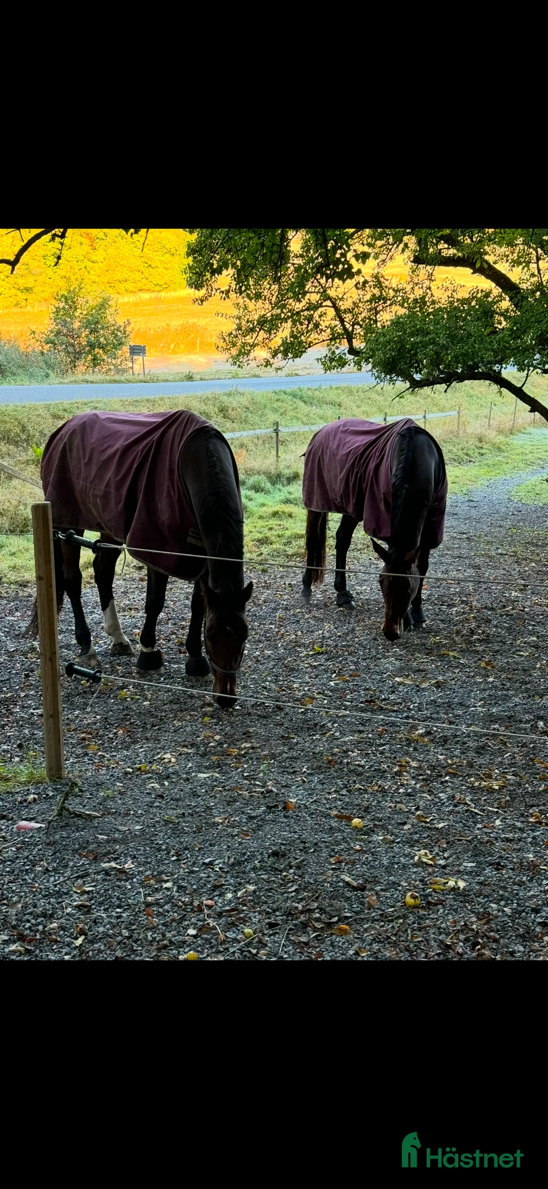  stallplats finnes: Boende på liten hästgård /stallhjälp  i Sorunda - Annons 6