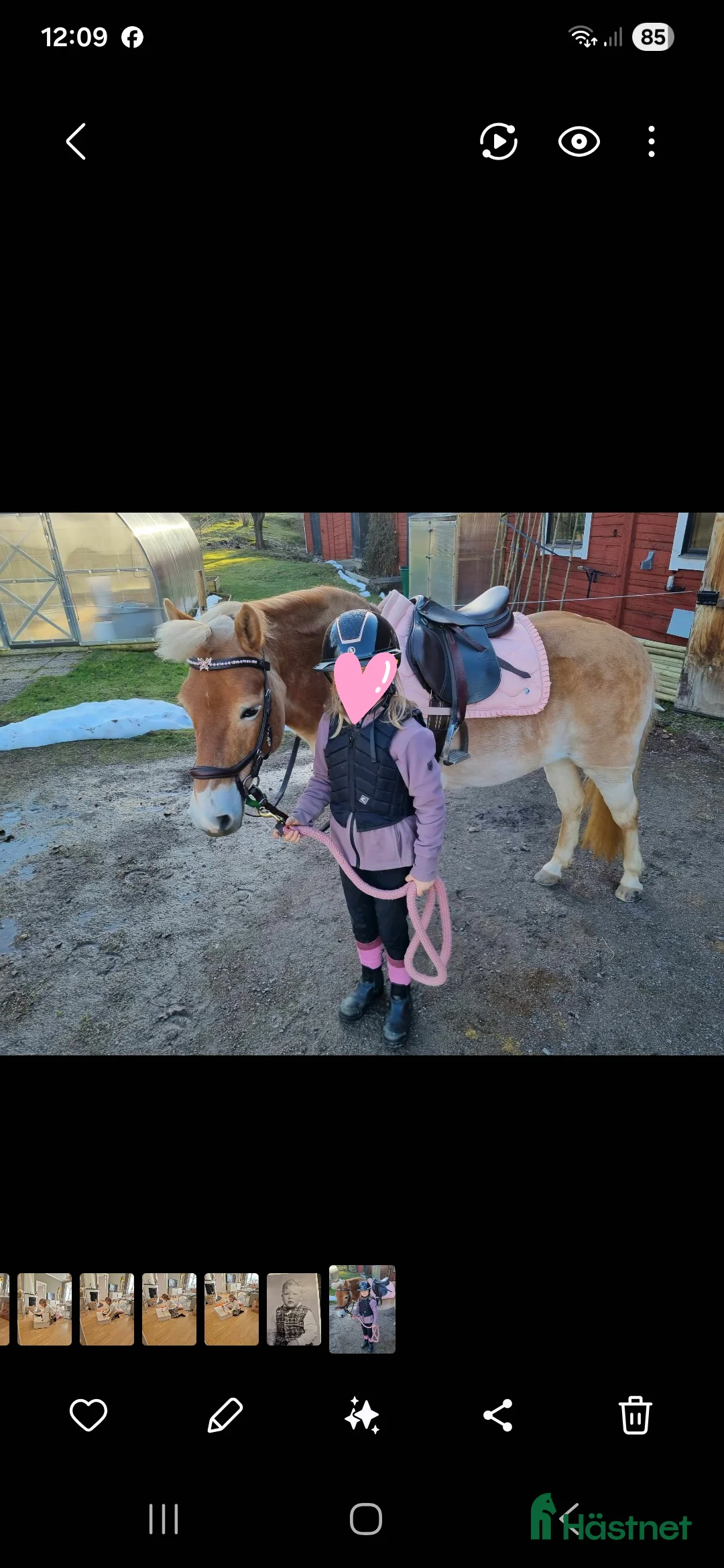 Allround hästar till salu: Guldponny söker ny liten ryttare i Kisa - Annons 3