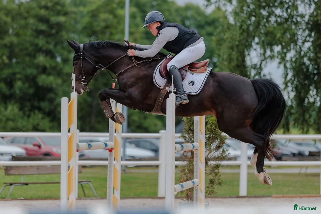 Hoppning hästar till salu: Superdiva, superstam, för dig som vill uppåt - Annons 1