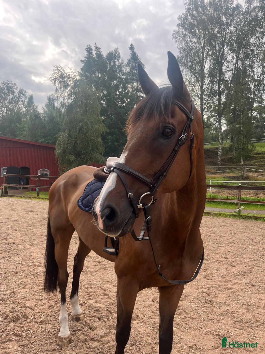 Hoppning hästar till salu: Trevlig hopp/fälttävlanshäst i Sunne - Annons 1