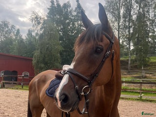 Hoppning hästar till salu: Trevlig hopp/fälttävlanshäst i Sunne - Annons 1