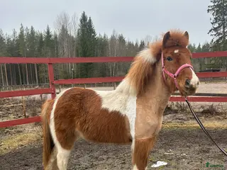 hästar Lovande sto med mycket trevliga gångarter - Annons 10