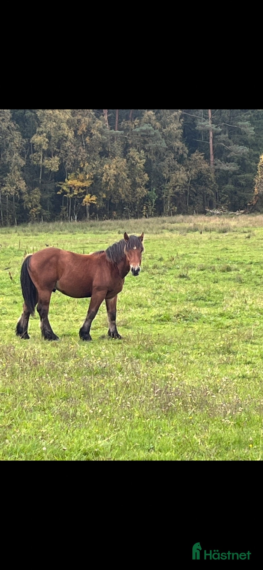  hästar Intressekoll av Baltazar - Annons 17